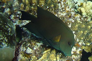 Ctenochaetus striatus - Nadelstreifen-Borstenzahndoktor (Borstenzahn Doktorfisch, Streifen-Borstenzahndoktorfisch, Längsstreifen-Borstenzahndoktor)